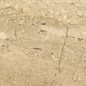 Preview: Sockelleisten, Kalkstein, Breccia Sarda, poliert, 8,0 x 1,0 cm